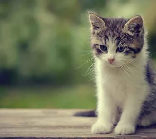 What are some tips for using a cat toy?