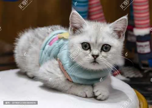 Where to press to induce vomiting in cats? Are there any methods to induce vomiting in cats?