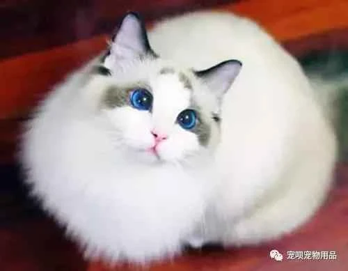 What are the precautions for vaccinating kittens?