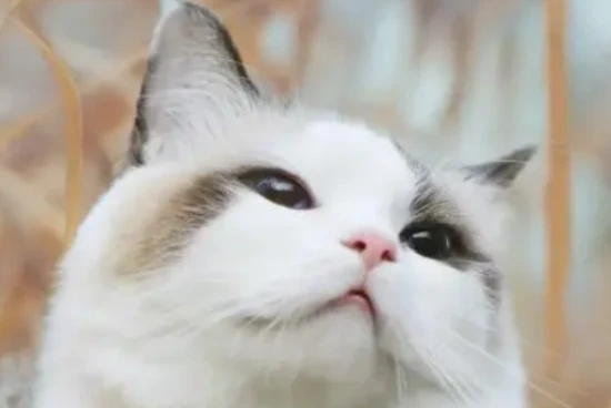 Why do male cats urinate everywhere?