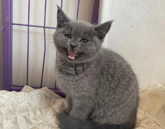 艾草对猫咪有没有害处？