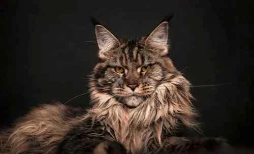 Why does my cat suddenly lose weight after getting vaccinated?