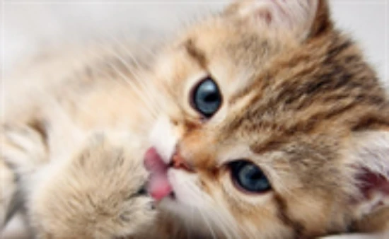 How to tell if a cat is male or female