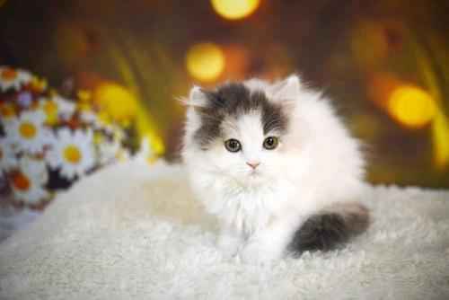 Why does my cat keep sleeping after getting vaccinated?