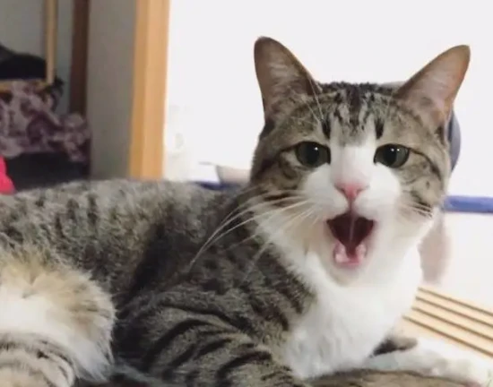 Can cats eat chicken bones?