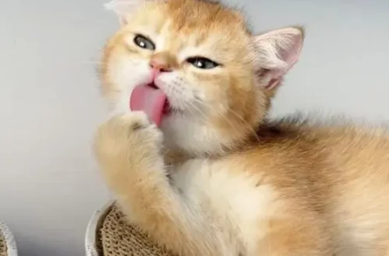 My cat always goes to the litter box