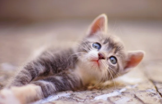 What plants can cats eat?