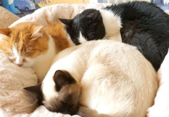 Dangers of sleeping with cats