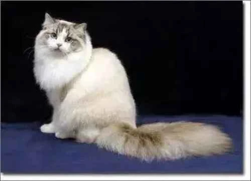 Why are Ragdoll cats so clingy? The reasons why Ragdoll cats are clingy.