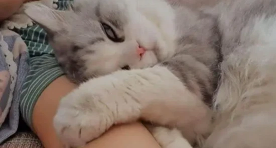 What kind of owner do cats like?