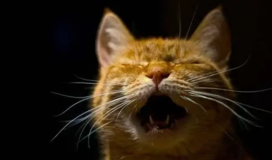 What causes a cat to meow at night?