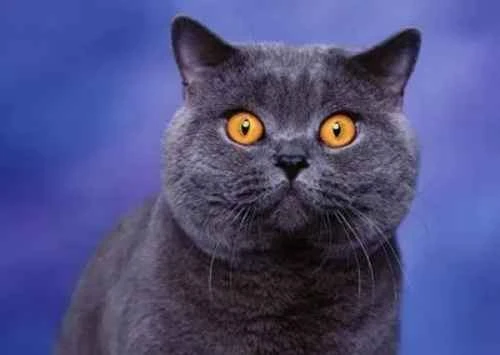 What are the benefits of taurine for cats? Will excessive taurine intake have any negative effects?