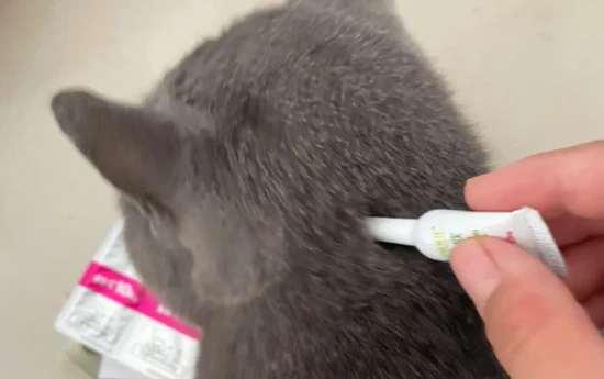 How often should cats be dewormed?