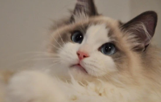 Seven foods that cats should never eat; feeding them the wrong kind can be fatal!