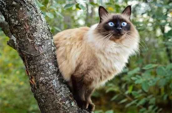 Can a cat sleep on the balcony at night in winter? Will it freeze to death?