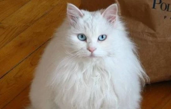 Are African lion cats easy to care for?