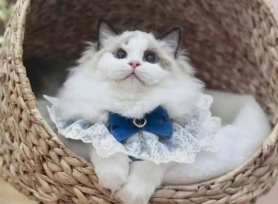 Why are cats so cute? There are unexpected benefits to owning a cat!