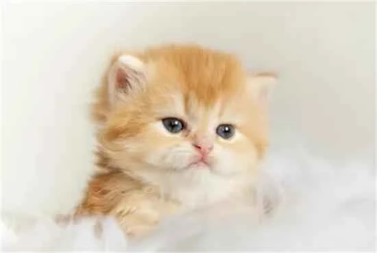 How do you raise a kitten?