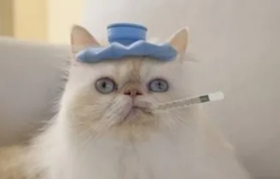 What is a cat's normal body temperature?