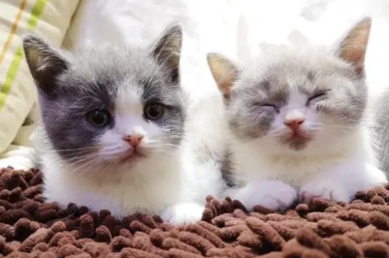 How long does it take for a big cat to get used to its new owner?