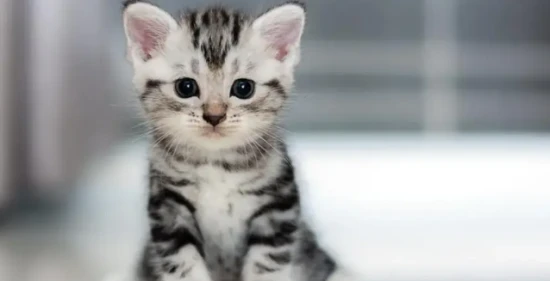 为什么都说养猫最好是养公的呢？为什么？