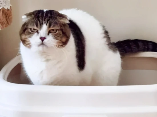What to do if your cat's poop smells bad?