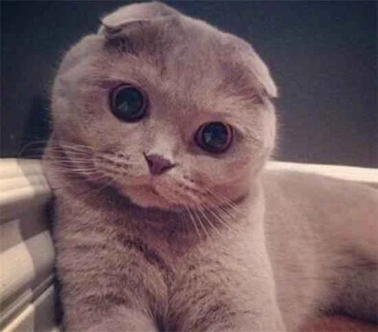 What to do if a cat's fur doesn't grow well?