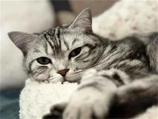 What does it mean when a male cat bites a female cat's neck?