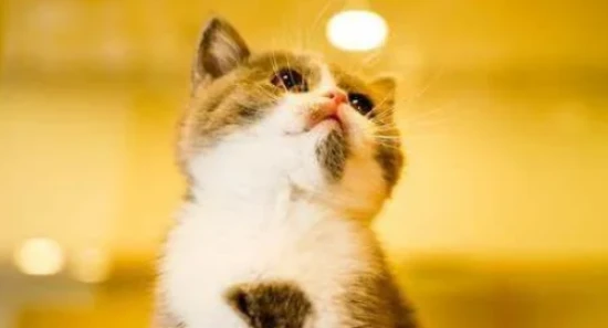 Can cats eat peanuts?