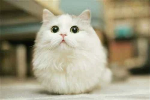 Are short-legged cats a result of a genetic defect?