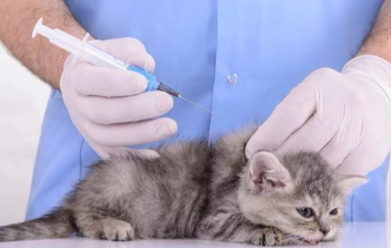 Do cats need to be vaccinated every year?