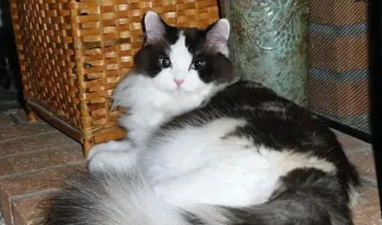 How to deal with an oily cat tail?