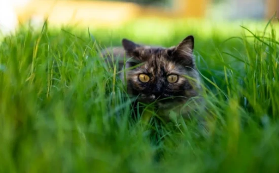 Plant selection for cat-owning families
