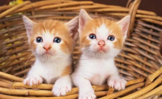 Cat Cremation Fee Schedule