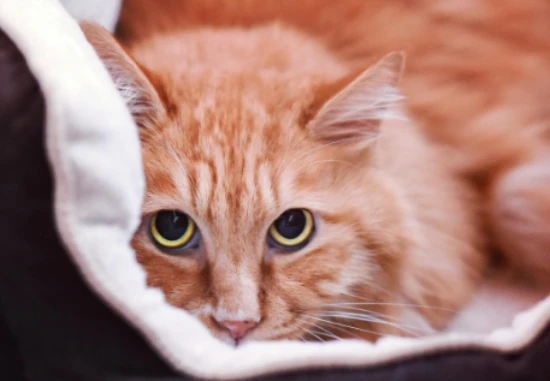 公认6种“短命猫”，要好好珍惜