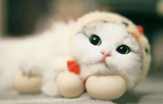 What are the signs that an established cat is accepting a new cat?