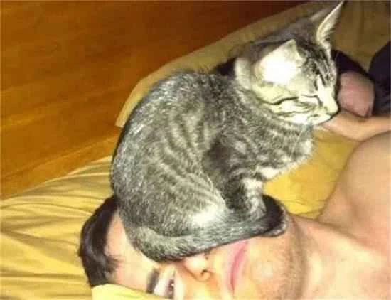 如何委婉拒绝猫咪的“花式叫早”服务？