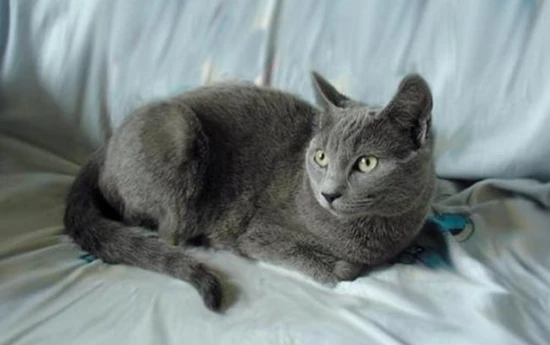 How do I get rid of the feline panleukopenia virus if a cat that has stayed with me has had it?