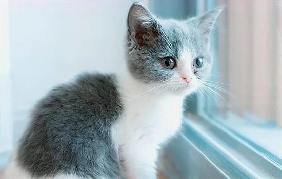 Can a four-month-old kitten get pregnant?