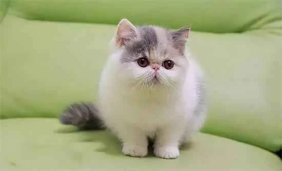 How to choose and clean a cat litter box