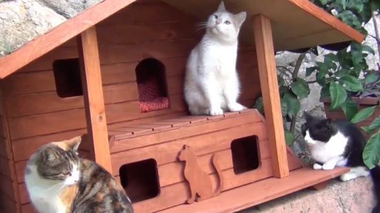 How big does a kitten's home need?