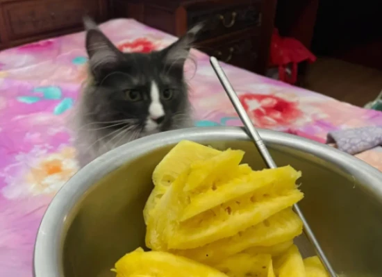 Can cats eat pineapple?