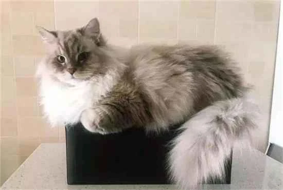 Why do cats always like to climb to high places?