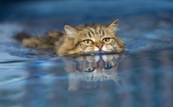 Can cats swim?