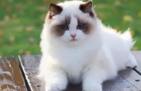 What are the disadvantages of Ragdoll cats?