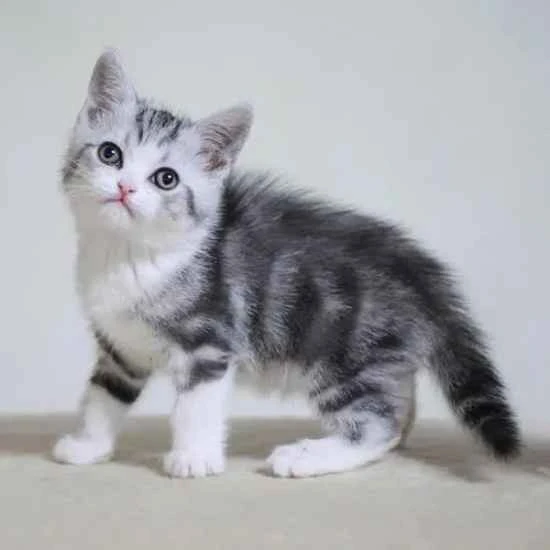 What to do if a mother cat has engorged milk but no kittens to eat?