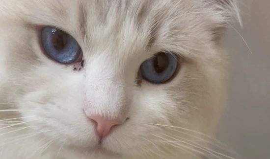 How much does it cost to deworm a pet cat?