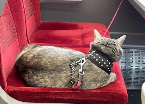 How much does it cost to transport a cat by high-speed rail?