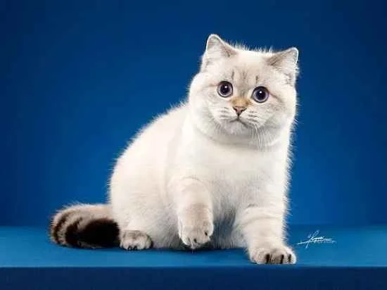 Why does my cat keep meowing?