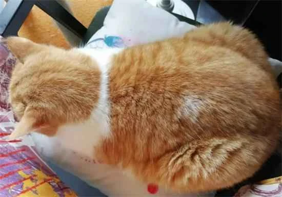 Which is easier to raise, a tabby cat or an orange tabby cat?